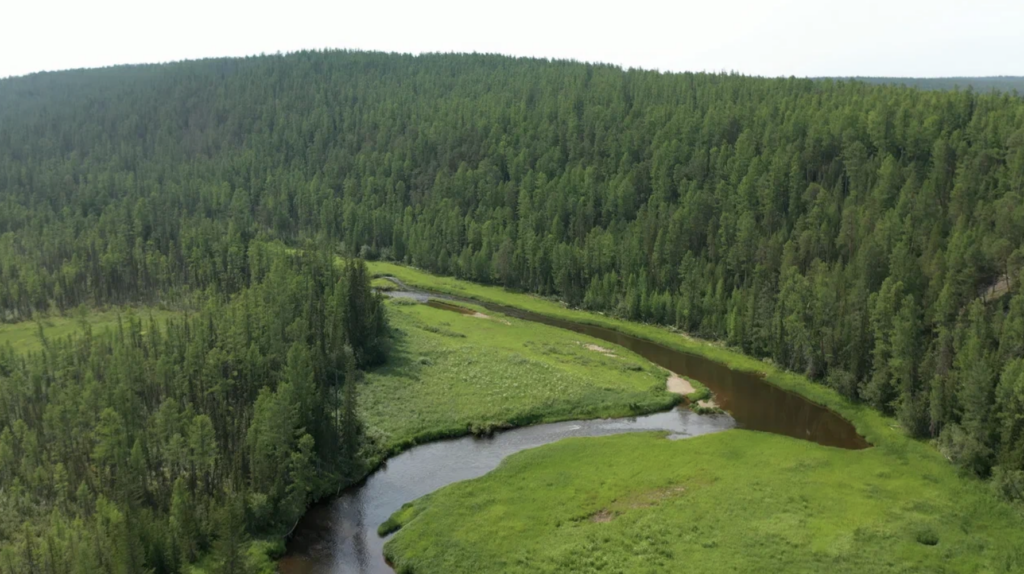 Сибирская тайга, Россия